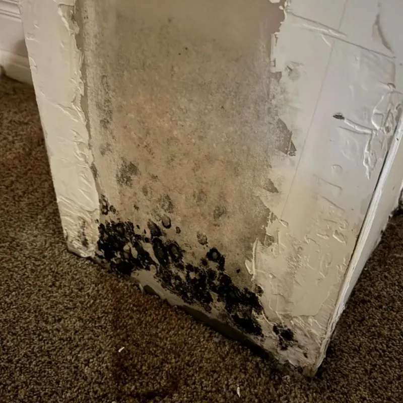 Professional Mold Removal in Colon, MI